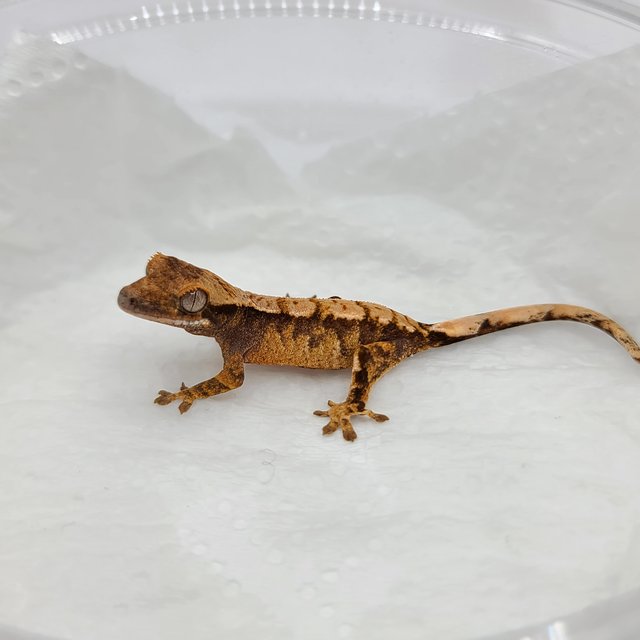 트라이 화이트포트홀 화이트스팟 텐저린 익스트림할리퀸