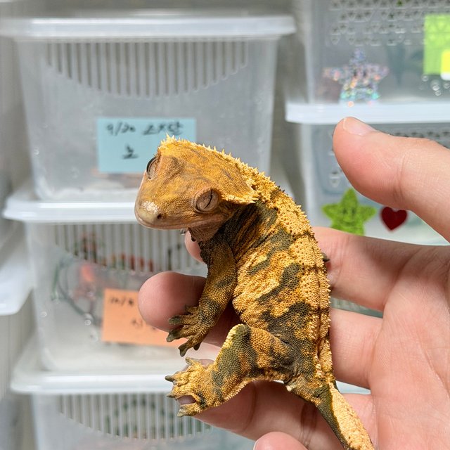 트라이 할리퀸 익스트림할리퀸 텐저린 노멀