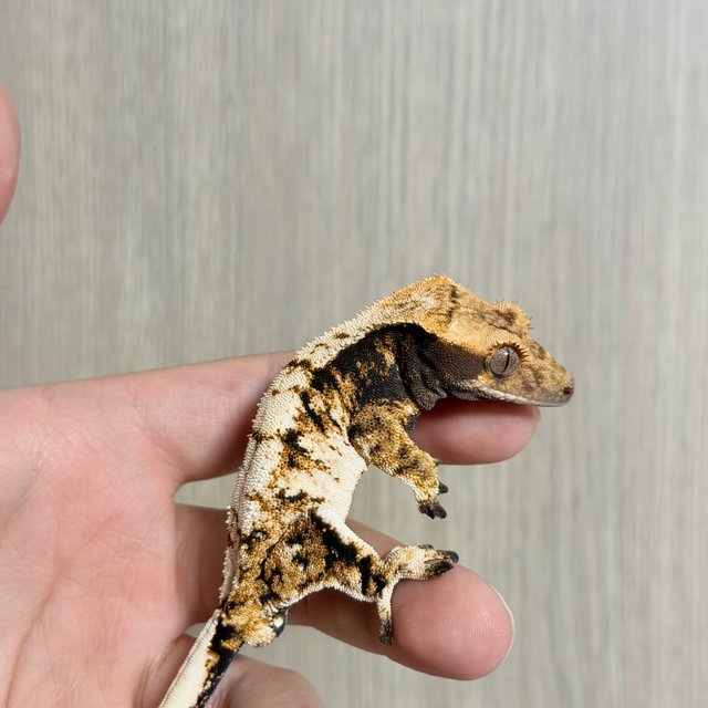 화이트포트홀 익스트림할리퀸 화이트스팟 트라이 노멀