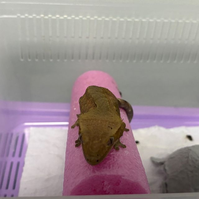 벅스킨 레드