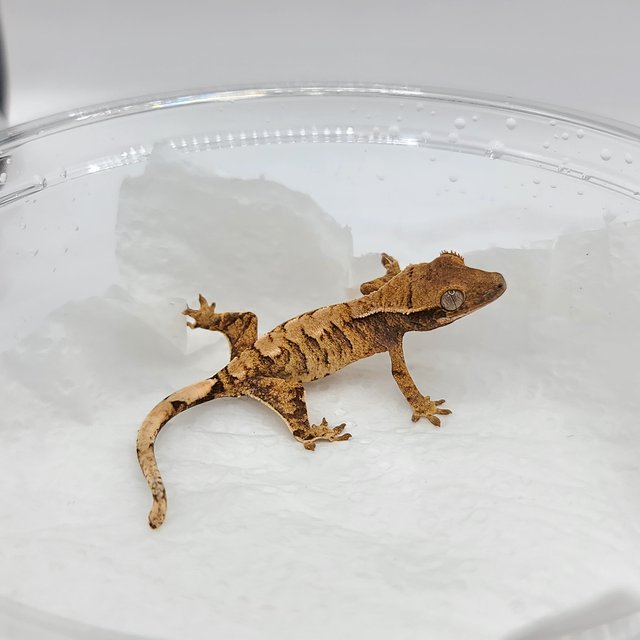 트라이 화이트스팟 화이트포트홀 화이트핀 익스트림할리퀸 텐저린