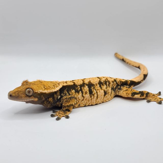 트라이 할리퀸 화이트포트홀 화이트스팟 화이트핀 텐저린