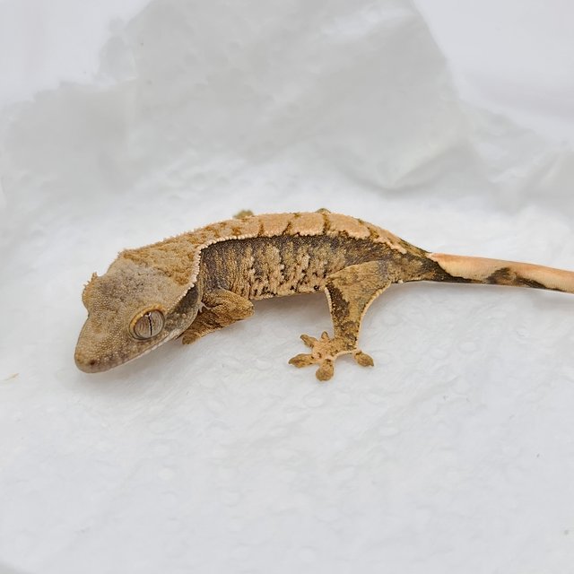 트라이 화이트포트홀 화이트핀 화이트스팟 익스트림할리퀸 텐저린