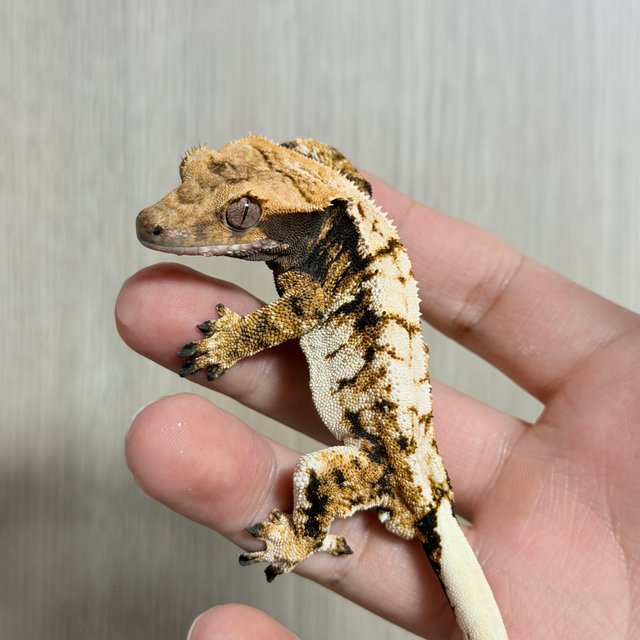 화이트포트홀 익스트림할리퀸 화이트스팟 트라이 노멀