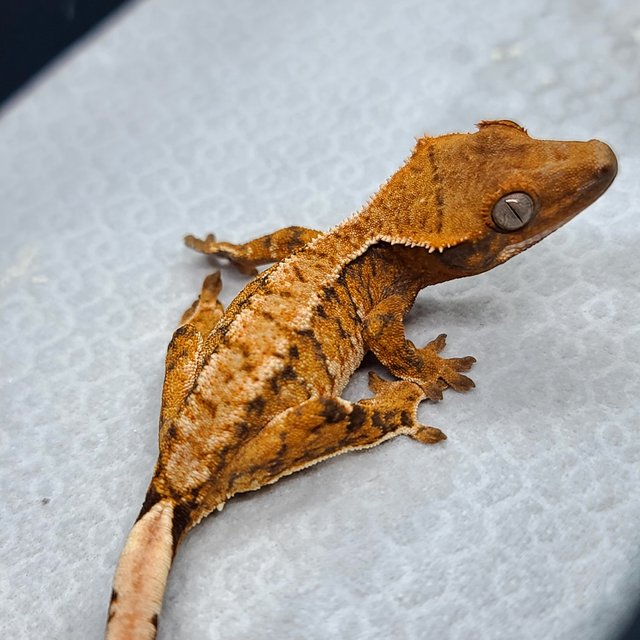 트라이 화이트핀 화이트포트홀 화이트스팟 익스트림할리퀸 텐저린