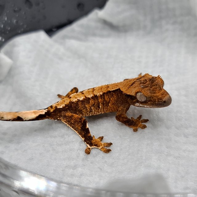 노멀 화이트스팟 화이트포트홀 익스트림할리퀸 텐저린