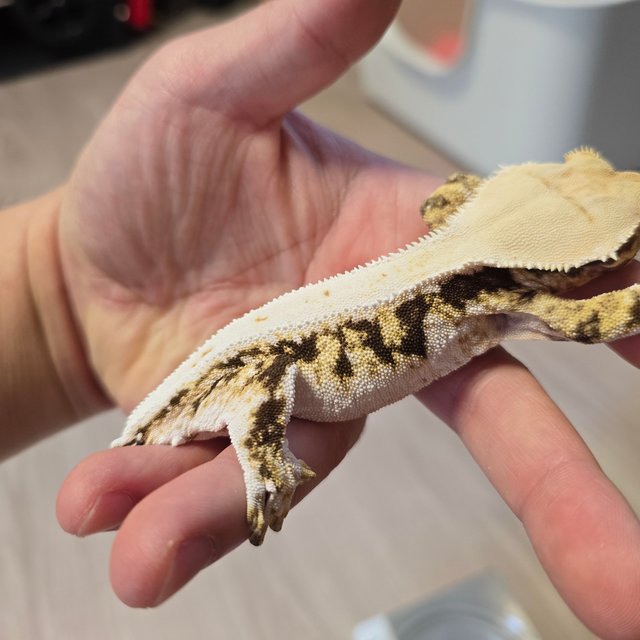 릴리화이트 트라이