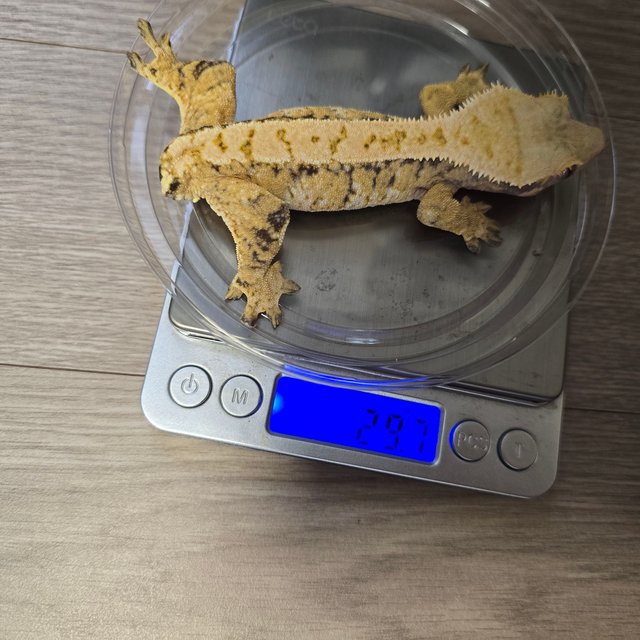 노멀 트라이 화이트스팟 드리피