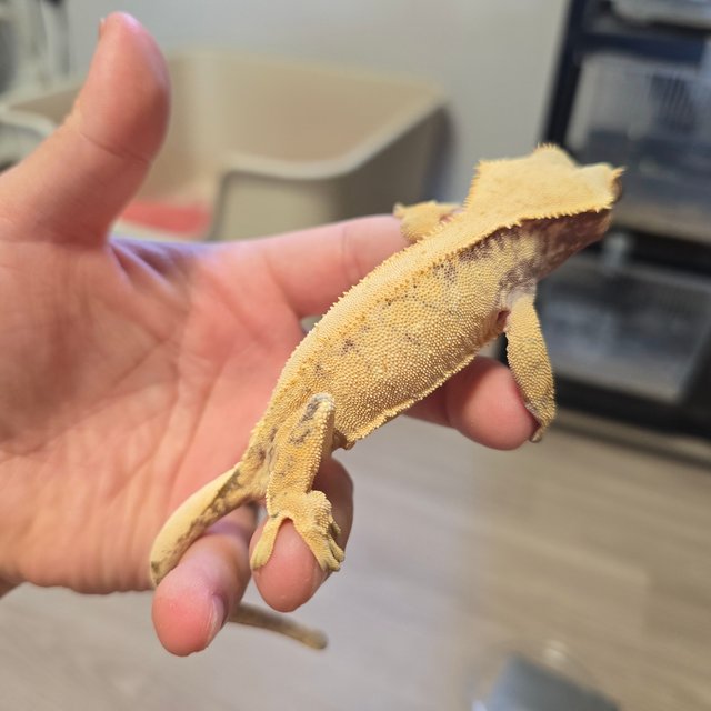 노멀 트라이 화이트스팟 드리피