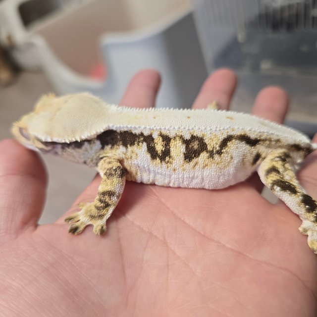 릴리화이트 트라이