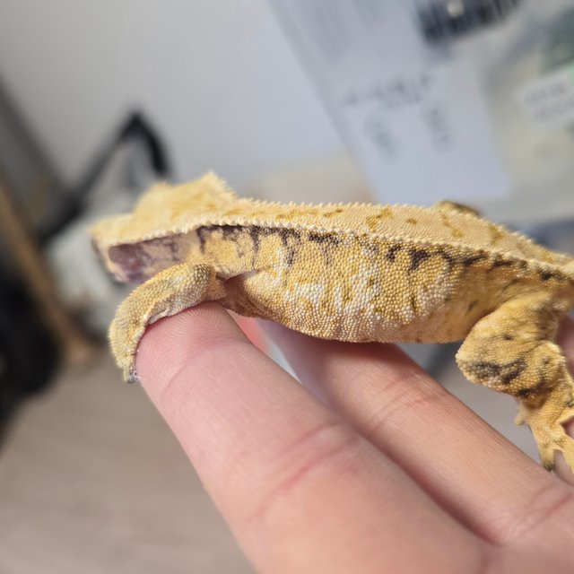 노멀 트라이 화이트스팟 드리피