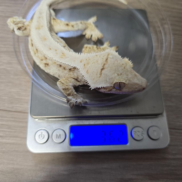 릴리화이트 트라이 풀핀