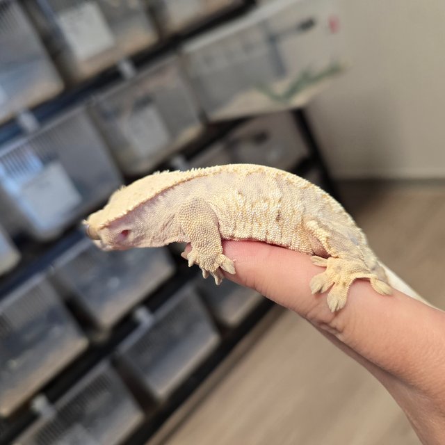 노멀 트라이 드리피 화이트스팟