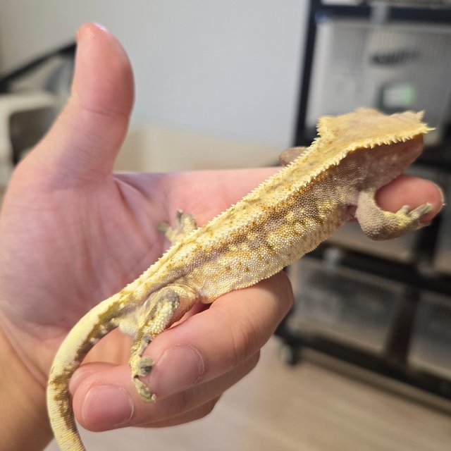 노멀 드리피 화이트스팟 화이트포트홀 화이트크라운 레드