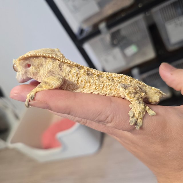 노멀 트라이 드리피 화이트포트홀 화이트스팟