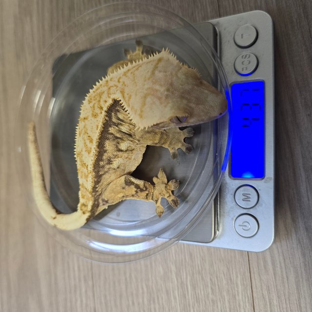 노멀 트라이 쿼드