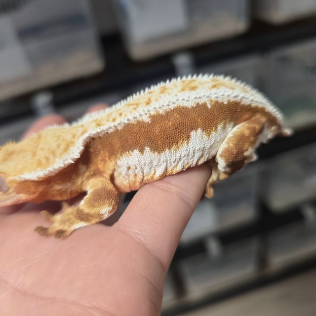 릴리화이트 화이트크라운 레드