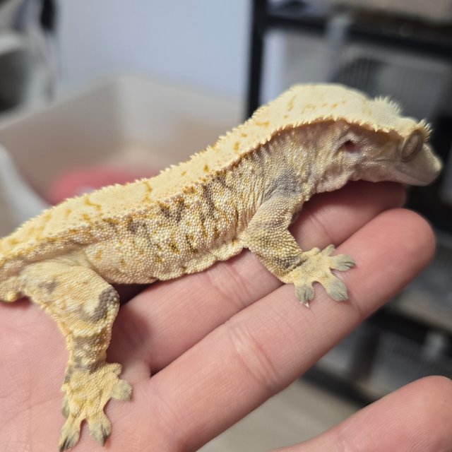 노멀 트라이 드리피 화이트포트홀 화이트스팟