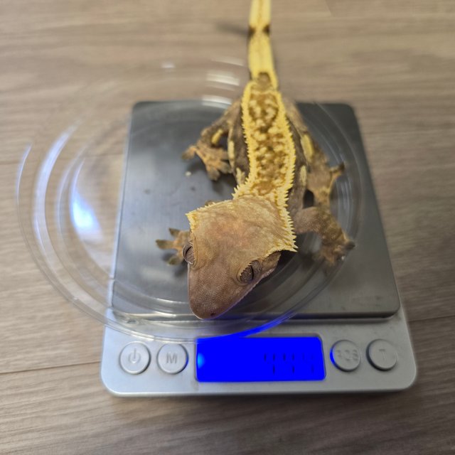 노멀 트라이 텐저린