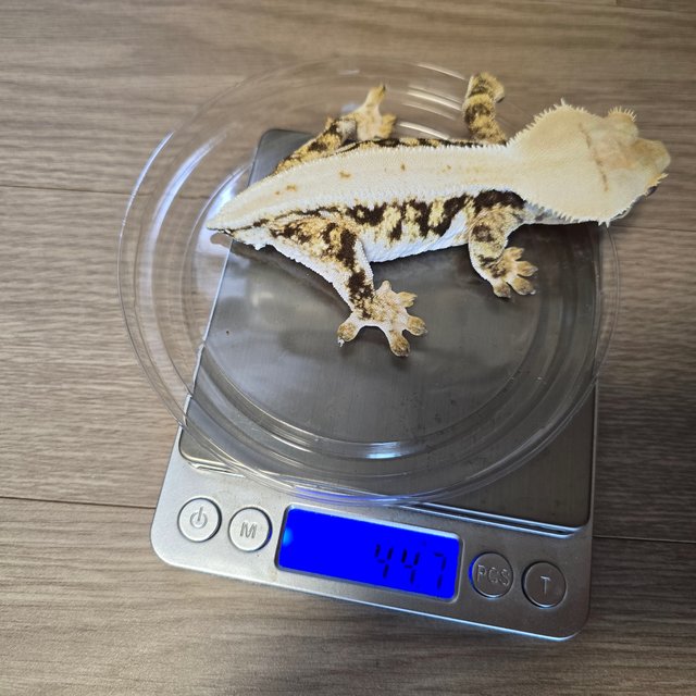 릴리화이트 트라이