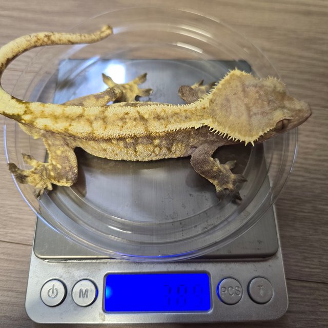 노멀 드리피 화이트스팟 화이트포트홀 화이트크라운 레드