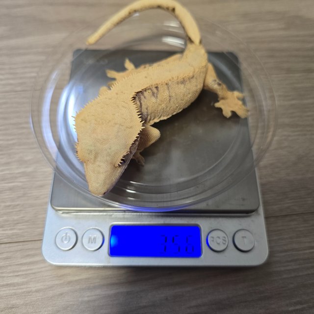 노멀 트라이 화이트스팟 드리피