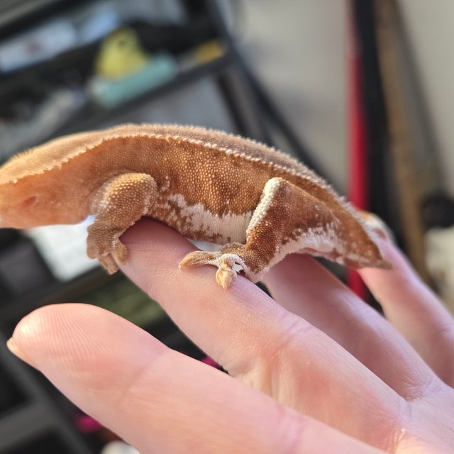 릴리화이트 레드 팬텀