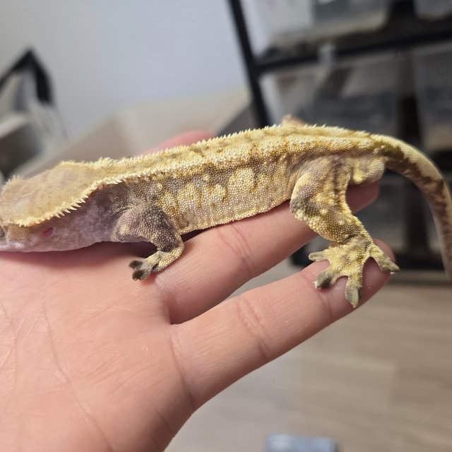 노멀 드리피 화이트스팟 화이트포트홀 화이트크라운 레드