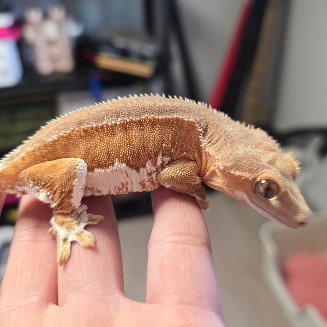 릴리화이트 레드 팬텀