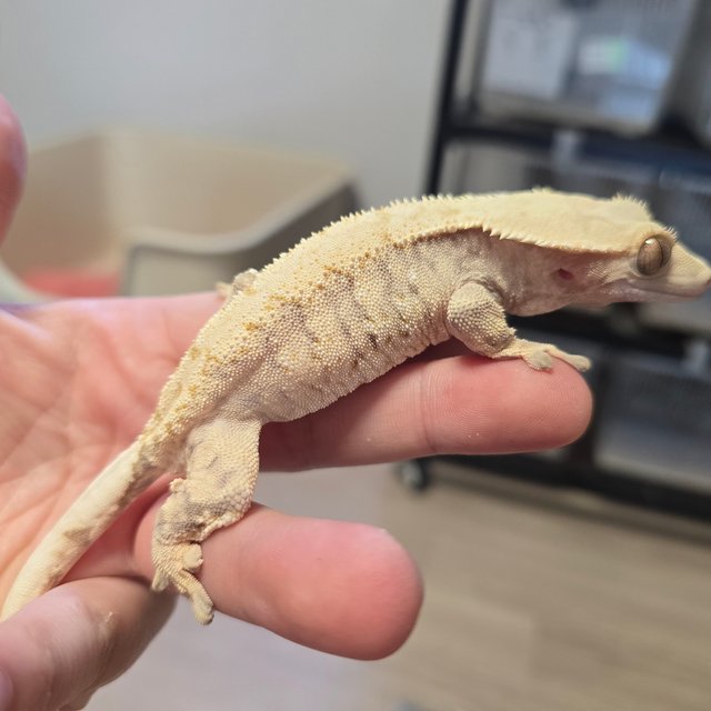 노멀 트라이 드리피 화이트스팟