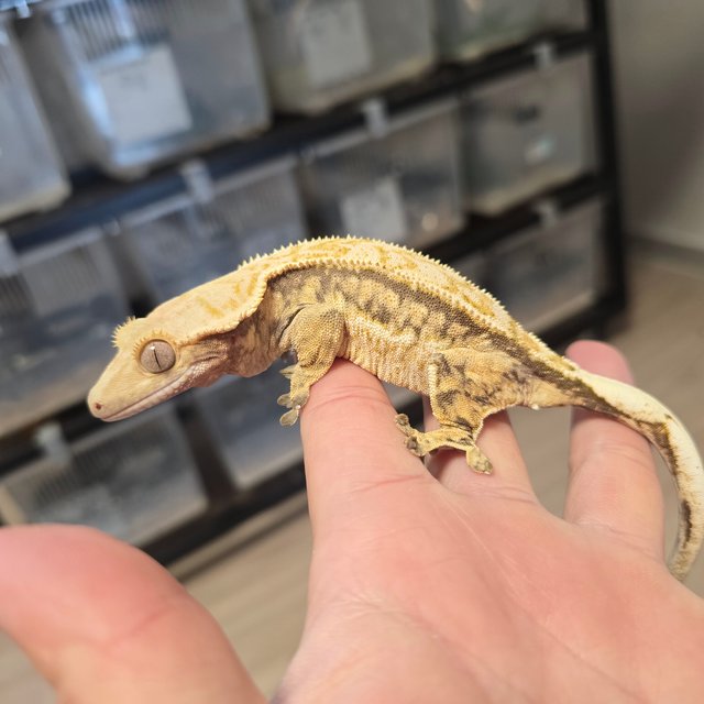 노멀 트라이 쿼드