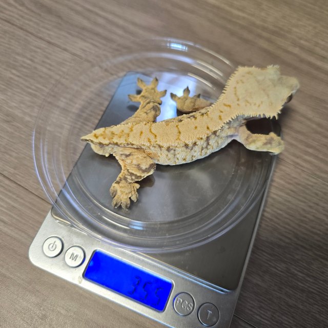 노멀 트라이 드리피 화이트포트홀 화이트스팟