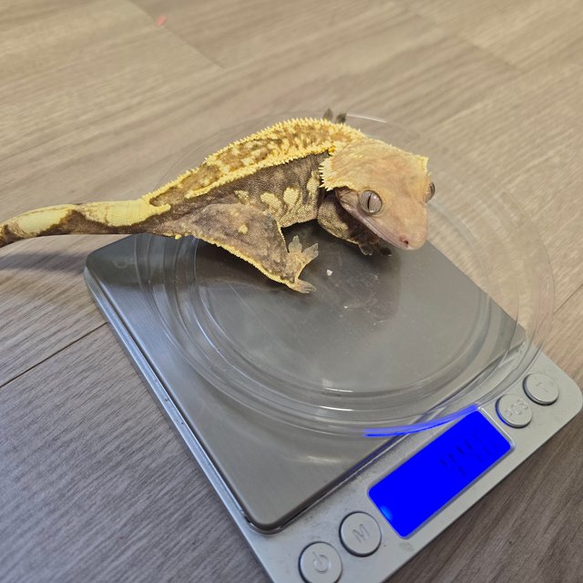 노멀 트라이 텐저린