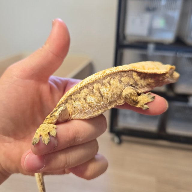 노멀 트라이 쿼드