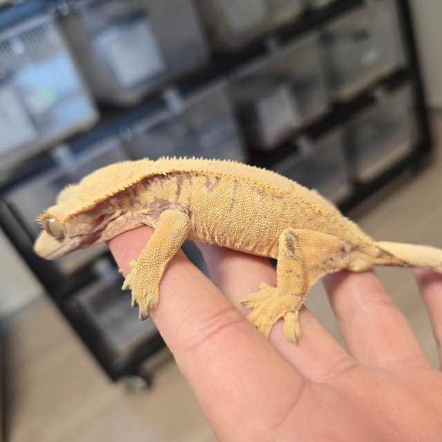 노멀 트라이 화이트스팟 드리피