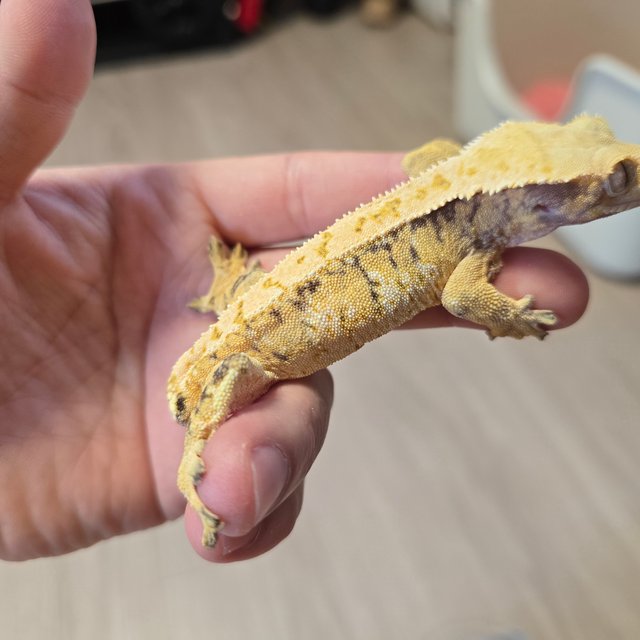 노멀 트라이 화이트스팟 드리피