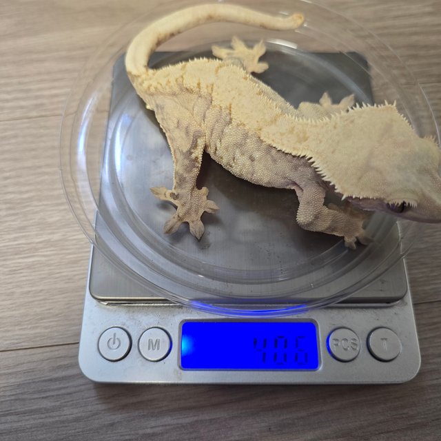 노멀 트라이 드리피 화이트스팟