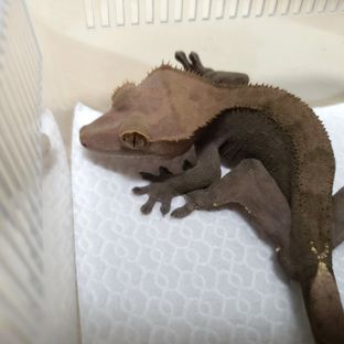 다크 패턴리스 팬텀 카푸치노