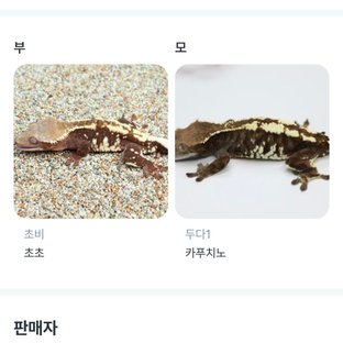 카푸치노 (모)
