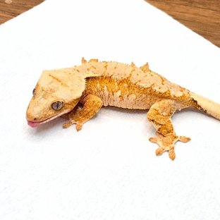 엘로아 Eloa🧡