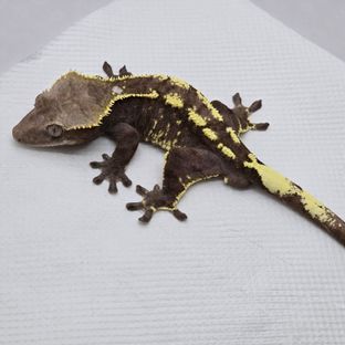 아잔틱