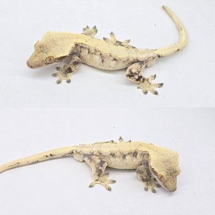 디오스