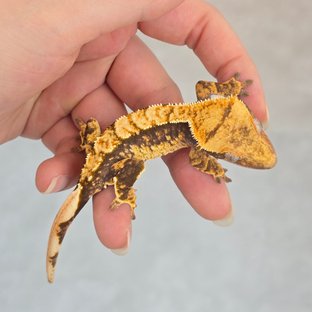100% Het Axanthic