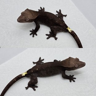 유바