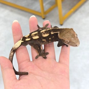 100헷세이블아잔틱