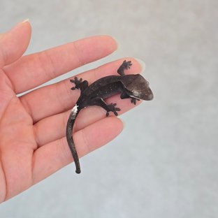 Patternless Axanthic