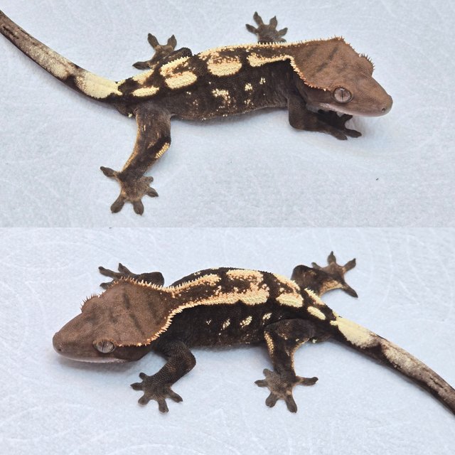 세이블 100%헷아잔틱