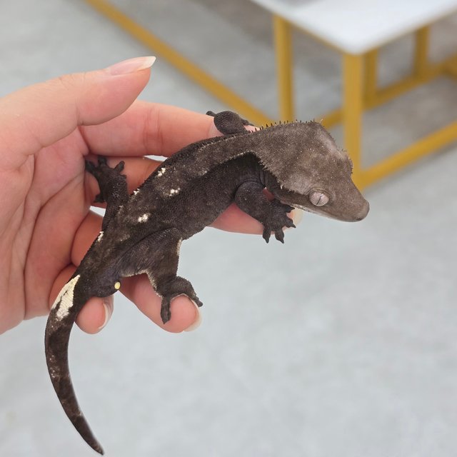 Axanthic