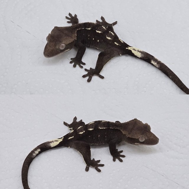 Axanthic