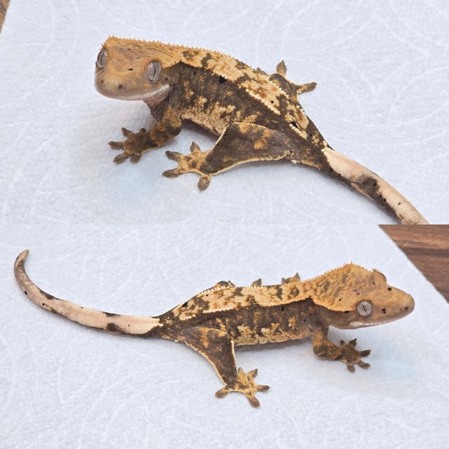 100%헷아잔틱 노멀